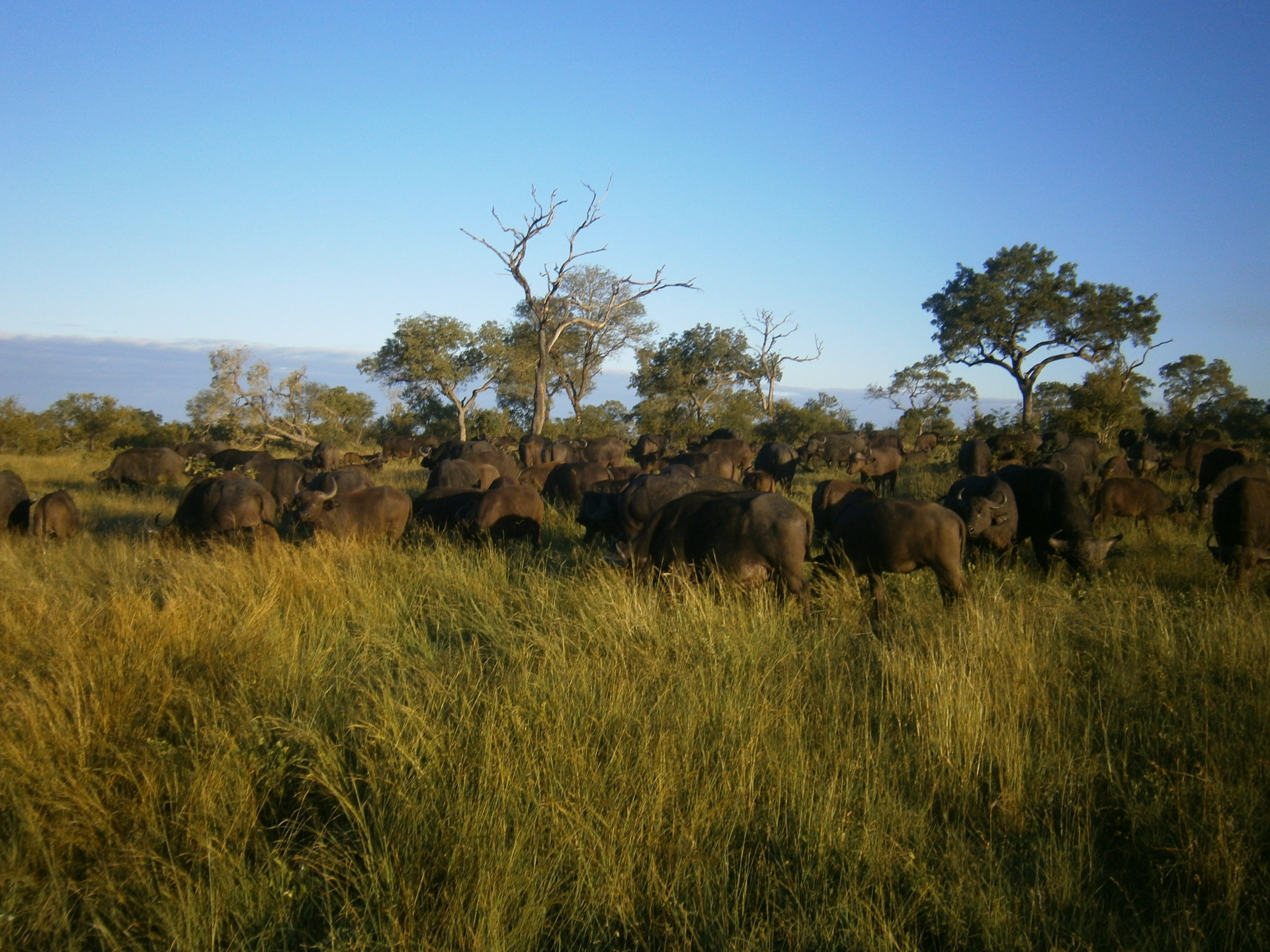 game safari south africa